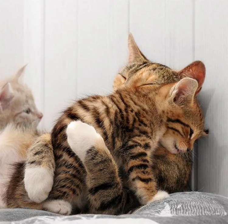 17 Foto Kucing Lucu Ini Akan Menggambarkan Perjuanganmu Kelak Ketika Sudah Jadi Ibu 34