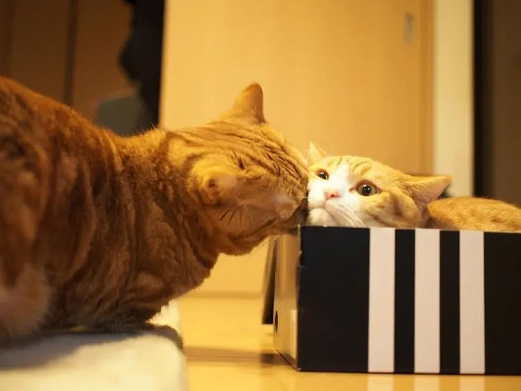 17 Foto Kucing Lucu Ini Akan Menggambarkan Perjuanganmu Kelak Ketika Sudah Jadi Ibu 29
