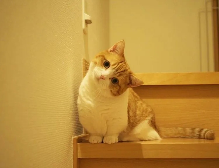 17 Foto Kucing Lucu Ini Akan Menggambarkan Perjuanganmu Kelak Ketika Sudah Jadi Ibu 30