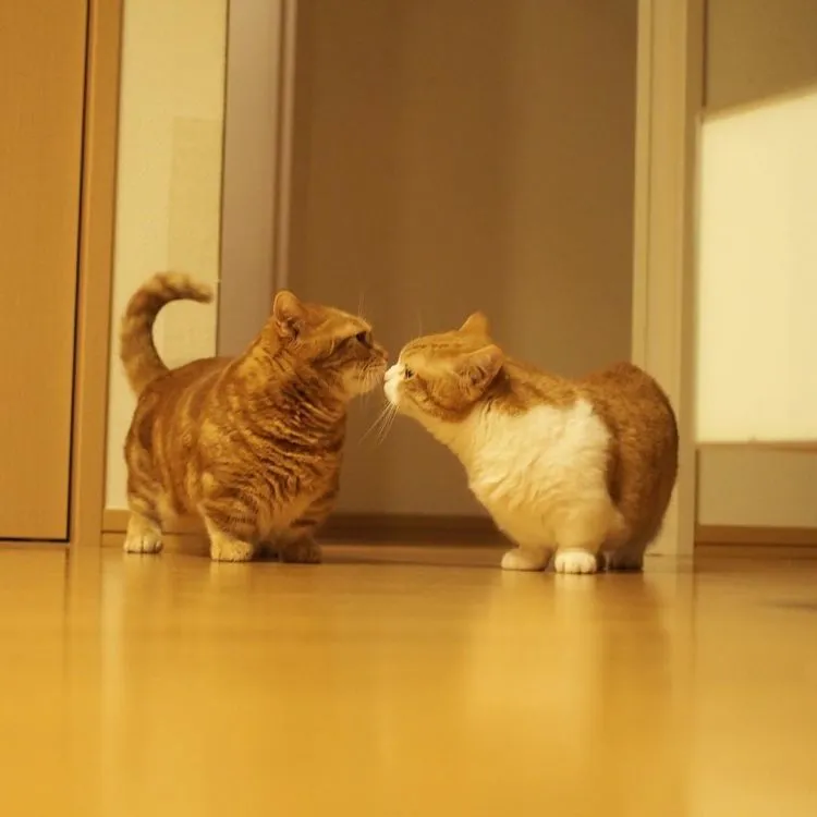 17 Foto Kucing Lucu Ini Akan Menggambarkan Perjuanganmu Kelak Ketika Sudah Jadi Ibu 31