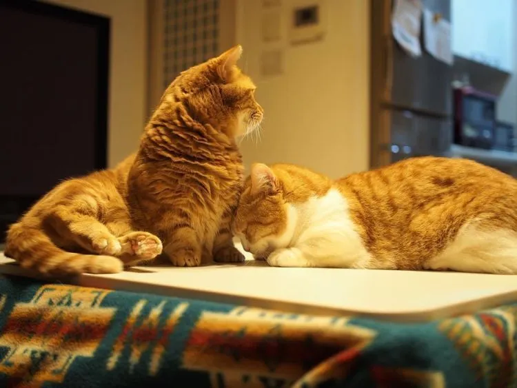 17 Foto Kucing Lucu Ini Akan Menggambarkan Perjuanganmu Kelak Ketika Sudah Jadi Ibu 32
