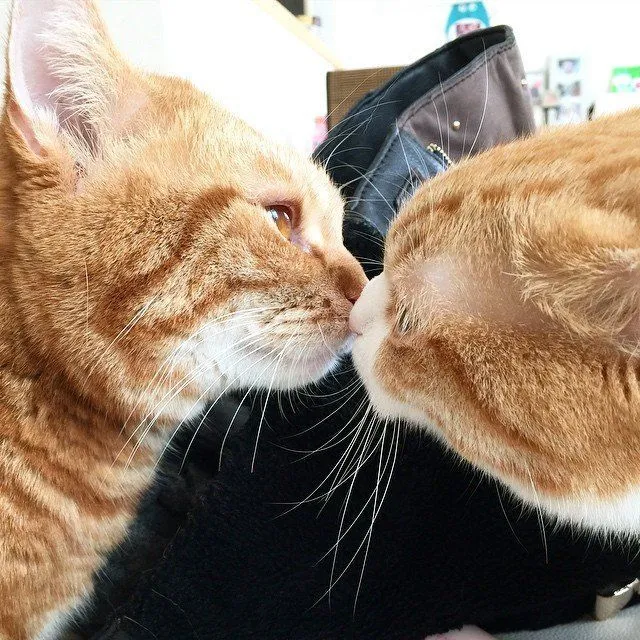 17 Foto Kucing Lucu Ini Akan Menggambarkan Perjuanganmu Kelak Ketika Sudah Jadi Ibu 33