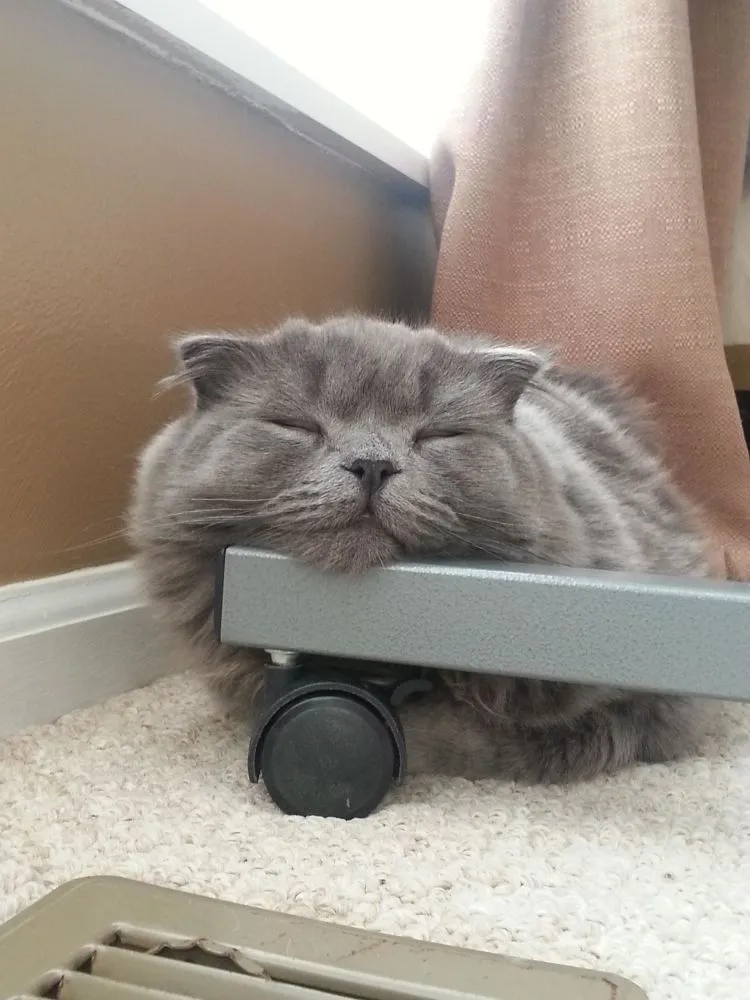 17 Foto Kucing Lucu Ini Akan Menggambarkan Perjuanganmu Kelak Ketika Sudah Jadi Ibu 20