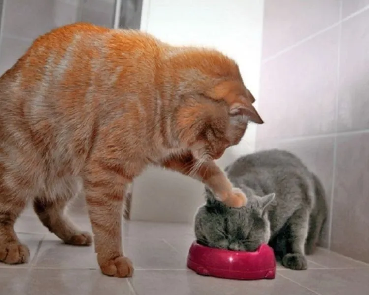 17 Foto Kucing Lucu Ini Akan Menggambarkan Perjuanganmu Kelak Ketika Sudah Jadi Ibu 22