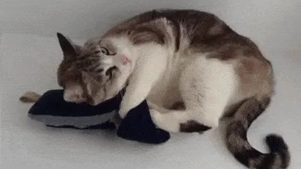 17 Foto Kucing Lucu Ini Akan Menggambarkan Perjuanganmu Kelak Ketika Sudah Jadi Ibu 23