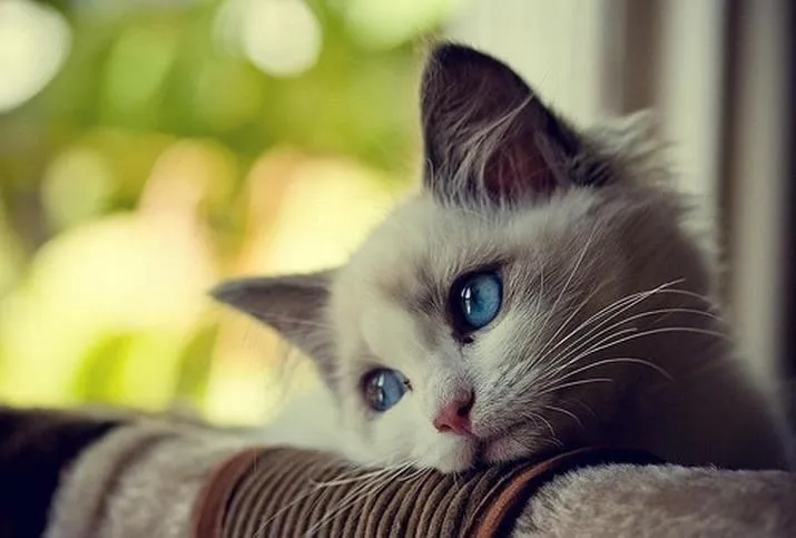 17 Foto Kucing Lucu Ini Akan Menggambarkan Perjuanganmu Kelak Ketika Sudah Jadi Ibu 24