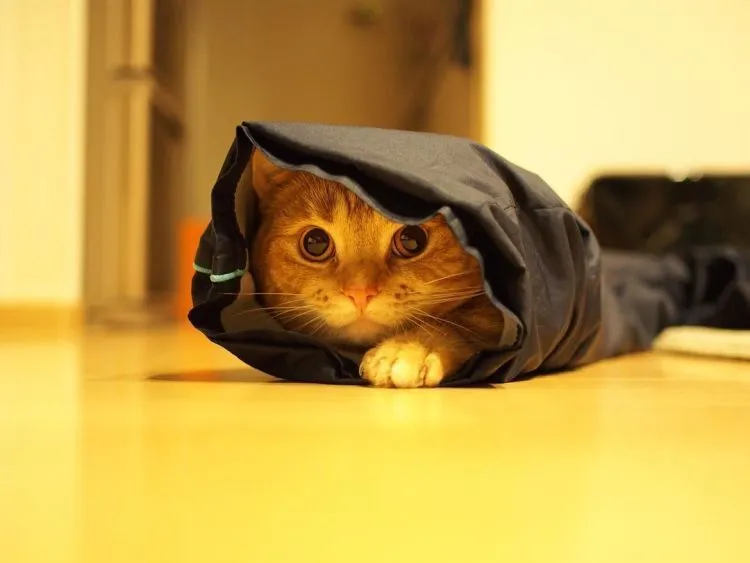 17 Foto Kucing Lucu Ini Akan Menggambarkan Perjuanganmu Kelak Ketika Sudah Jadi Ibu 25