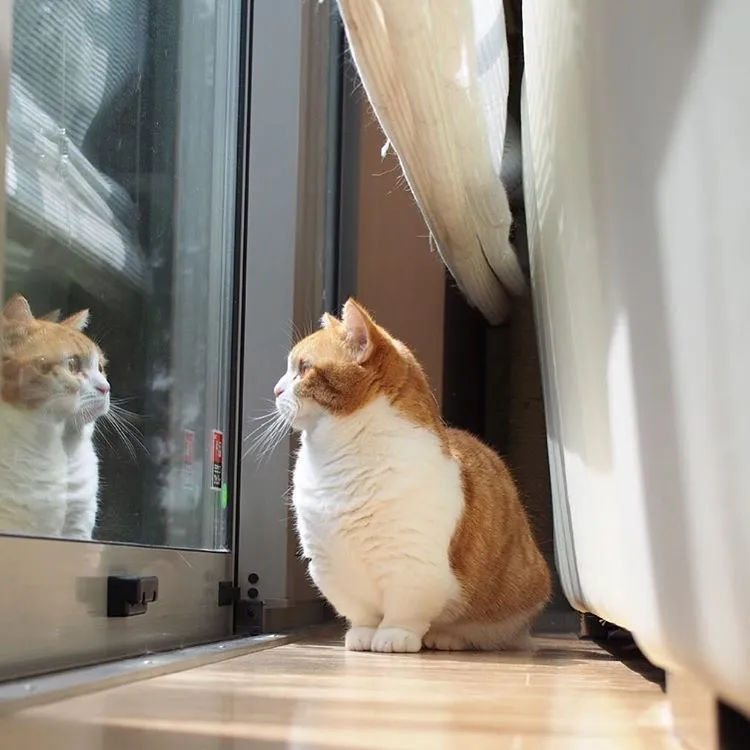 17 Foto Kucing Lucu Ini Akan Menggambarkan Perjuanganmu Kelak Ketika Sudah Jadi Ibu 26