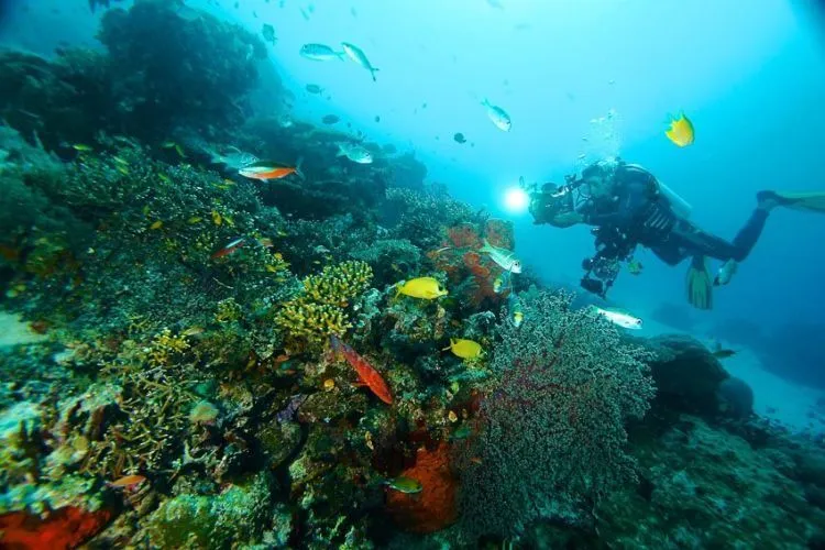 Terumbu Karang di Raja Ampat Seluas 1.600 Meter Persegi Dihantam Kapal Raksasa. Hancur Sudah, Hancur.... 6