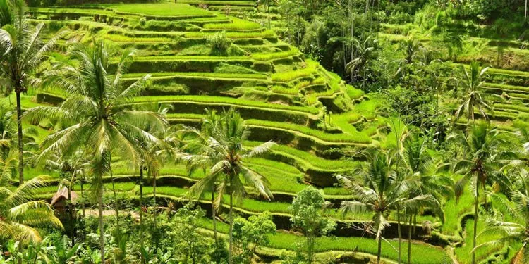 Kalau Lagi Galau Mending Refreshing ke Ubud, Bali Aja. Yakin Deh Jiwamu Sehat Di Sana! 9