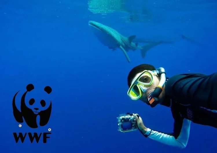 Buat Kamu yang Pengen Bisa Diving, Kamu Harus Dengerin Tips dari Penyelam WWF Indonesia Ini! 9