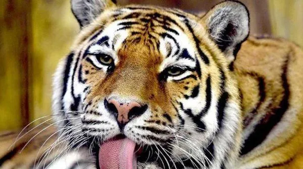 Perempuan Ini Tewas Diterkam Macan Saat Keluar Mobil di Taman Safari. Sadis dan Serem Abis! 5