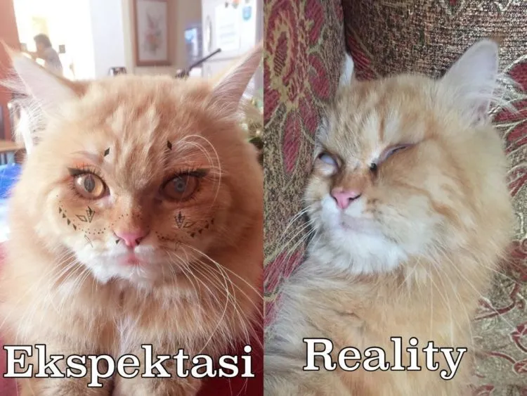 10 Foto Ekspektasi vs Realita Hewan Ini Bikin Sadar Bahwa Bukan Cuma Manusia yang Butuh Pencitraan! 20