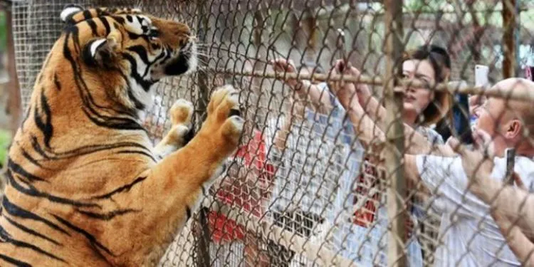 Perempuan Ini Tewas Diterkam Macan Saat Keluar Mobil di Taman Safari. Sadis dan Serem Abis! 6