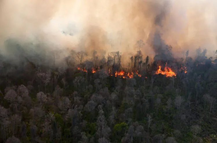 Potret Hutan Indonesia yang Katanya Paru-paru Dunia, Tapi Makin Menipis Luasnya! Duh, Sedih :( 12