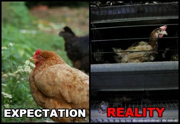 10 Foto Ekspektasi vs Realita Hewan Ini Bikin Sadar Bahwa Bukan Cuma Manusia yang Butuh Pencitraan! 11