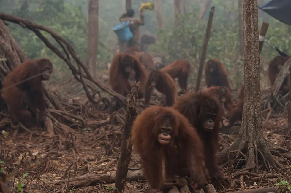 Potret Hutan Indonesia yang Katanya Paru-paru Dunia, Tapi Makin Menipis Luasnya! Duh, Sedih :( 17