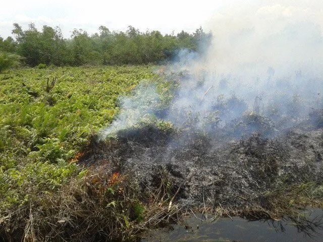 Potret Hutan Indonesia yang Katanya Paru-paru Dunia, Tapi Makin Menipis Luasnya! Duh, Sedih :( 13