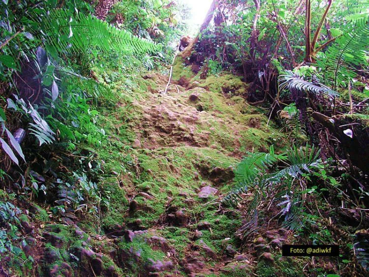 5 Tips Mendaki Gunung Salak agar Aman & Lancar 9