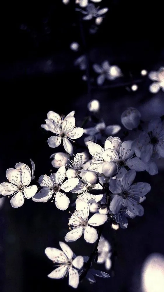 58+ Wallpaper HP Keren Siap Download Gratis 72