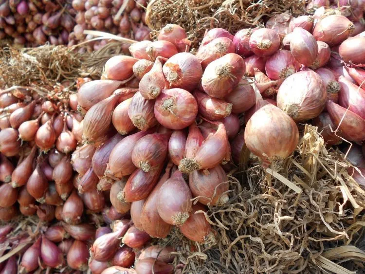 7 Fakta Menarik Tentang Brebes. Kota yang Mendunia Karena Kemacetan Horor dan Bikin Sengsara! 10
