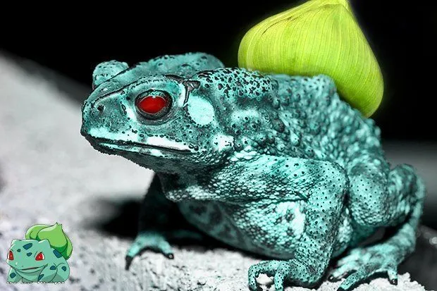 Foto-Foto Ini Mengindikasikan Bahwa Pokemon Adalah Nyata, Keren Penampakannya! 50