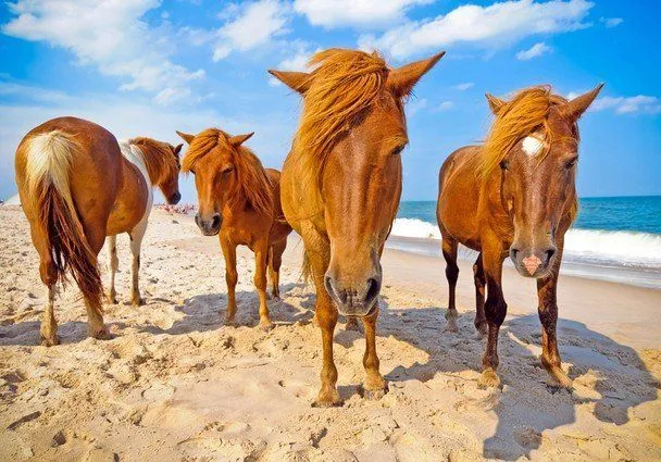 7 Pulau Unik di Dunia yang Dikuasai Satu Spesies Binatang. Jadi Pengen Plesir ke Sana! 8