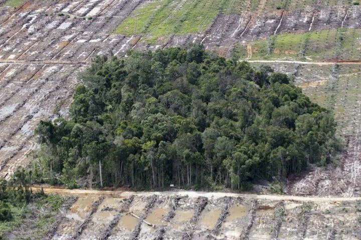 Potret Hutan Indonesia yang Katanya Paru-paru Dunia, Tapi Makin Menipis Luasnya! Duh, Sedih :( 20