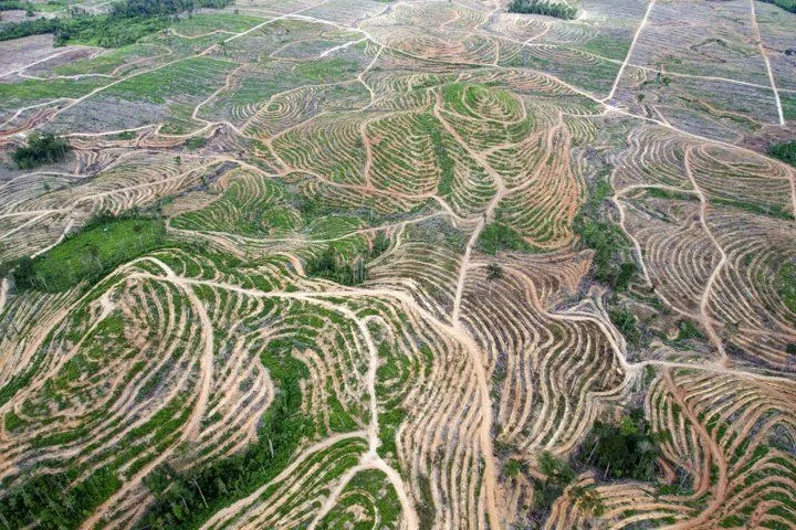 Potret Hutan Indonesia yang Katanya Paru-paru Dunia, Tapi Makin Menipis Luasnya! Duh, Sedih :(