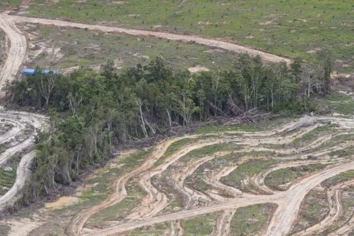 Potret Hutan Indonesia yang Katanya Paru-paru Dunia, Tapi Makin Menipis Luasnya! Duh, Sedih :( 19