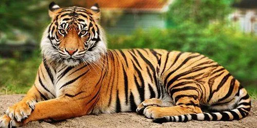 Perempuan Ini Tewas Diterkam Macan Saat Keluar Mobil di Taman Safari. Sadis dan Serem Abis! 8