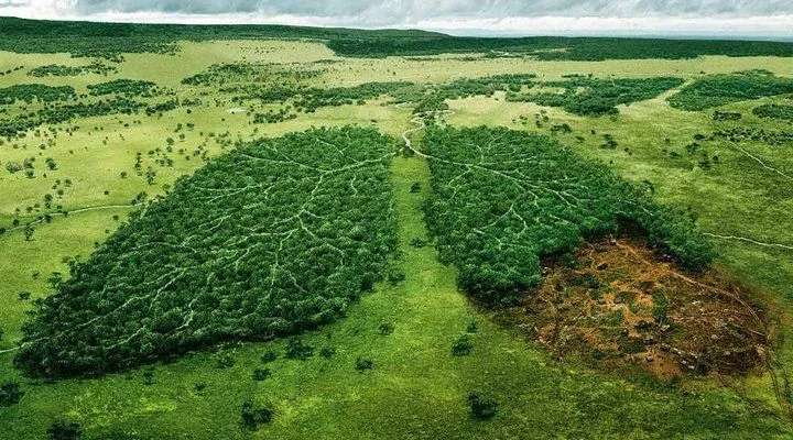 Potret Hutan Indonesia yang Katanya Paru-paru Dunia, Tapi Makin Menipis Luasnya! Duh, Sedih :( 15