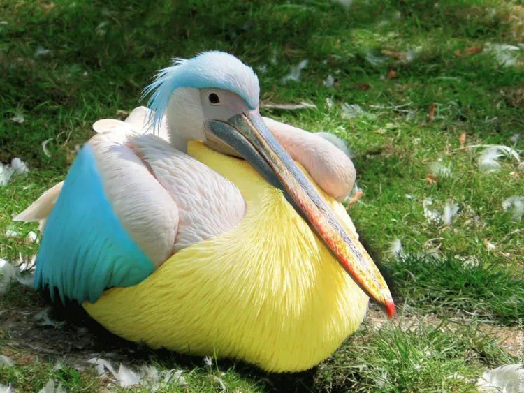 Foto-Foto Ini Mengindikasikan Bahwa Pokemon Adalah Nyata, Keren Penampakannya! 54