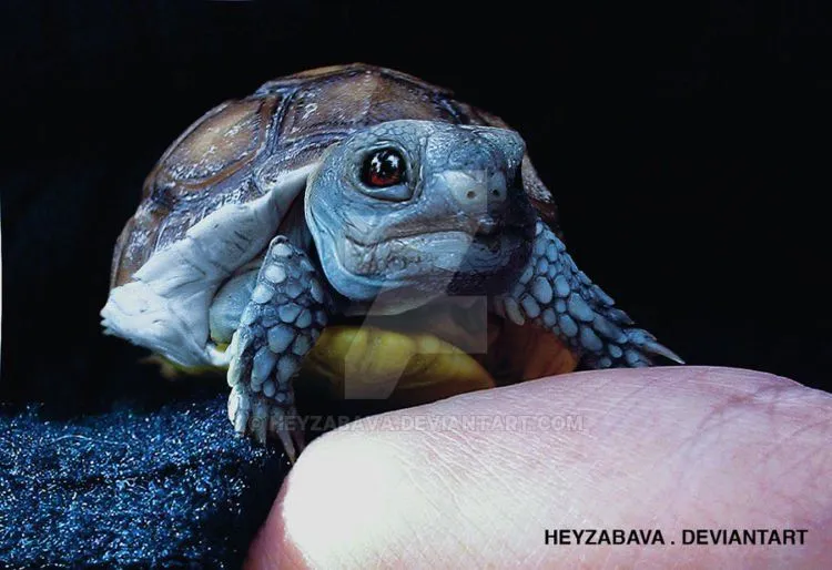 Foto-Foto Ini Mengindikasikan Bahwa Pokemon Adalah Nyata, Keren Penampakannya! 46