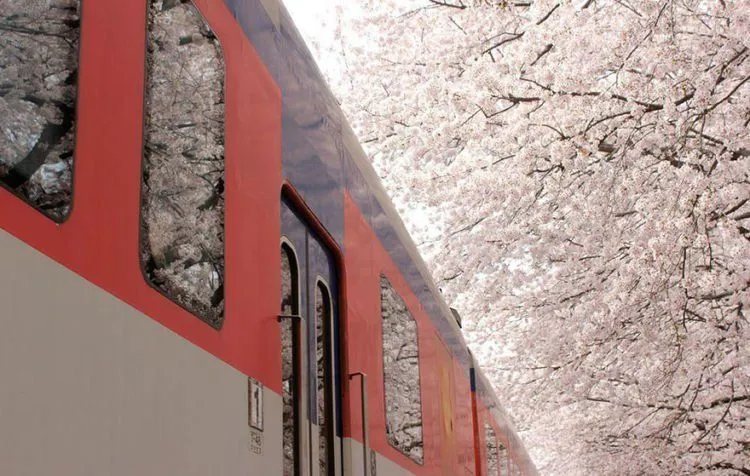 12 Foto Ini Menunjukkan Betapa Menawannya Bunga Sakura di Jepang Sana. Kapan Kamu Ajak Dia? 18