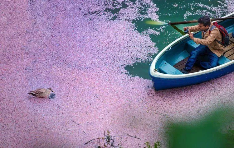 12 Foto Ini Menunjukkan Betapa Menawannya Bunga Sakura di Jepang Sana. Kapan Kamu Ajak Dia? 24