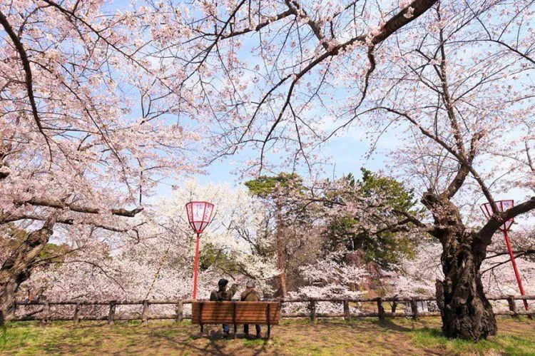 12 Foto Ini Menunjukkan Betapa Menawannya Bunga Sakura di Jepang Sana. Kapan Kamu Ajak Dia? 23
