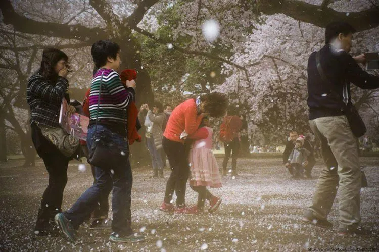 12 Foto Ini Menunjukkan Betapa Menawannya Bunga Sakura di Jepang Sana. Kapan Kamu Ajak Dia? 21