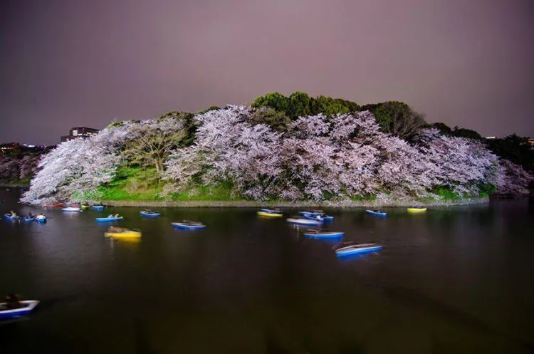 12 Foto Ini Menunjukkan Betapa Menawannya Bunga Sakura di Jepang Sana. Kapan Kamu Ajak Dia? 22