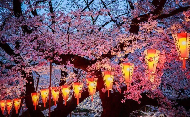 12 Foto Ini Menunjukkan Betapa Menawannya Bunga Sakura di Jepang Sana. Kapan Kamu Ajak Dia? 15