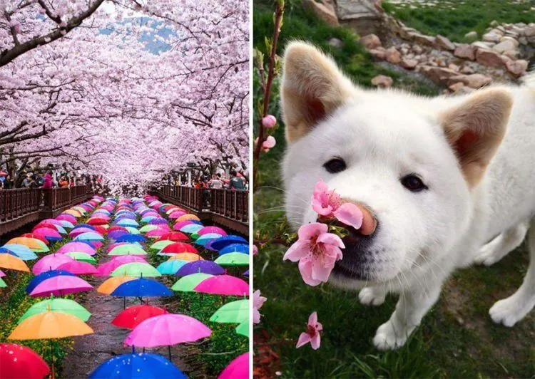 12 Foto Ini Menunjukkan Betapa Menawannya Bunga Sakura di Jepang Sana. Kapan Kamu Ajak Dia? 19