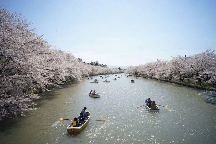 12 Foto Ini Menunjukkan Betapa Menawannya Bunga Sakura di Jepang Sana. Kapan Kamu Ajak Dia? 16