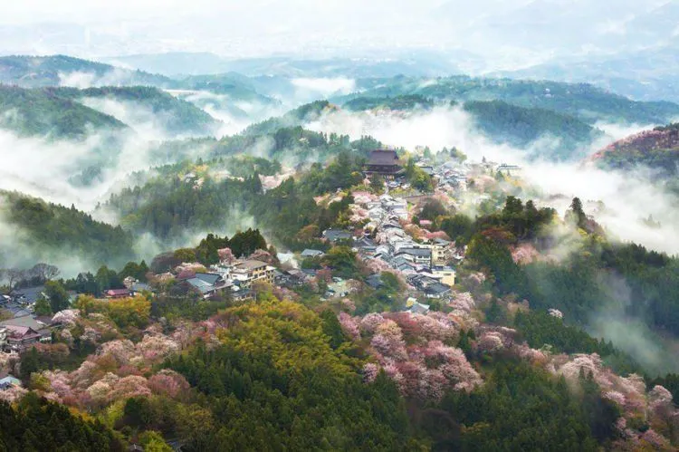 12 Foto Ini Menunjukkan Betapa Menawannya Bunga Sakura di Jepang Sana. Kapan Kamu Ajak Dia? 14