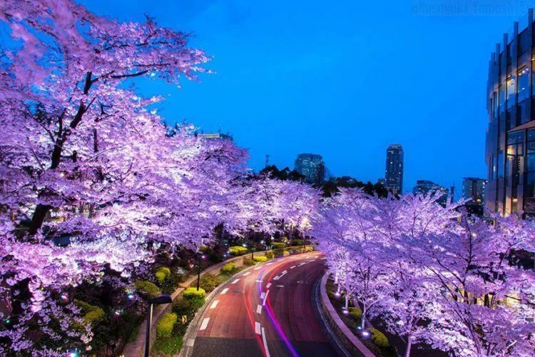 12 Foto Ini Menunjukkan Betapa Menawannya Bunga Sakura di Jepang Sana. Kapan Kamu Ajak Dia? 17
