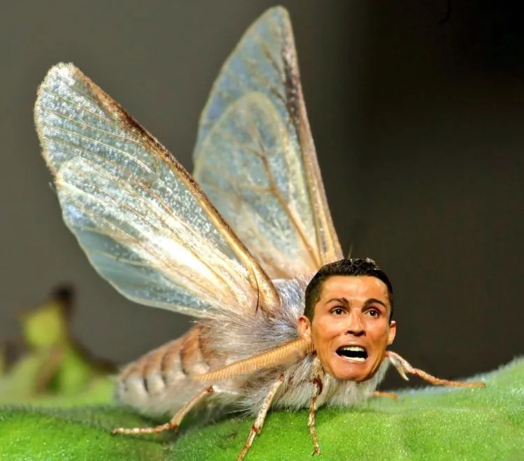 Inilah Galeri Meme Tangisan Ronaldo yang Malah Sukses Mengundang Gelar Juara (dan Hewan Misterius) 25
