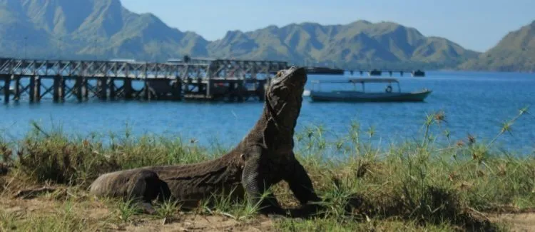 7 Pulau Unik di Dunia yang Dikuasai Satu Spesies Binatang. Jadi Pengen Plesir ke Sana! 12