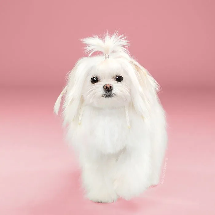 Siap-Siap Ke Salon Hewan Peliharaan Setelah Lihat 10 Gambar Anjing Unyu Ini. Duh Lucunya Mereka 36