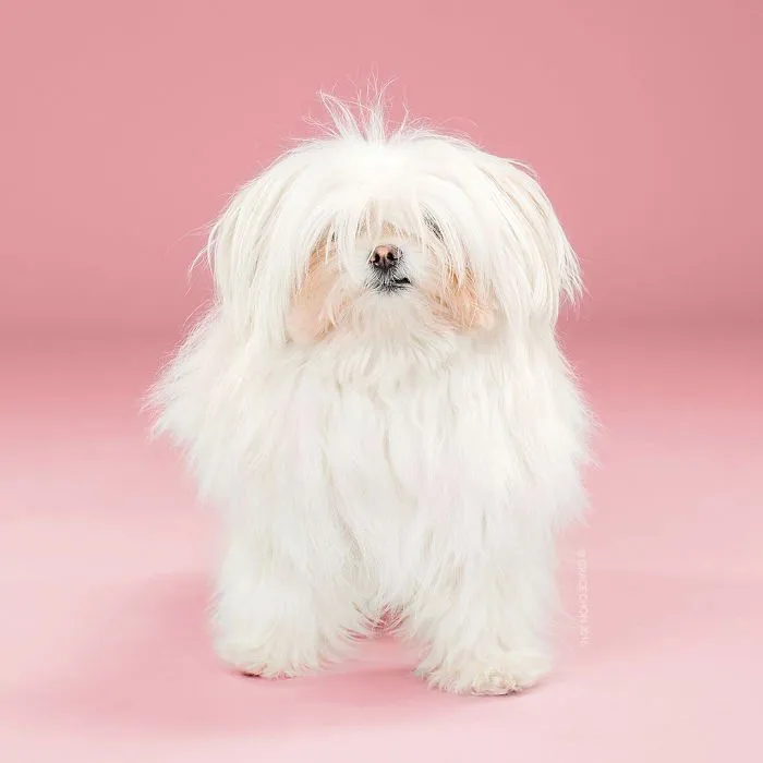 Siap-Siap Ke Salon Hewan Peliharaan Setelah Lihat 10 Gambar Anjing Unyu Ini. Duh Lucunya Mereka 35