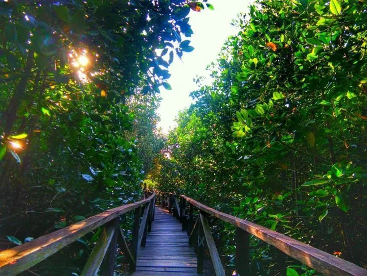 Ini Nih 10 Hutan Mangrove untuk Foto Prewedding yang Cantik. Dijamin Hasilnya Lebih Ciamik! 20