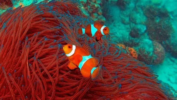 7 Destinasi Wisata di Indonesia yang Terancam Rusak. Ayo Bergerak Selamatkan Keindahan yang Tersisa! 14